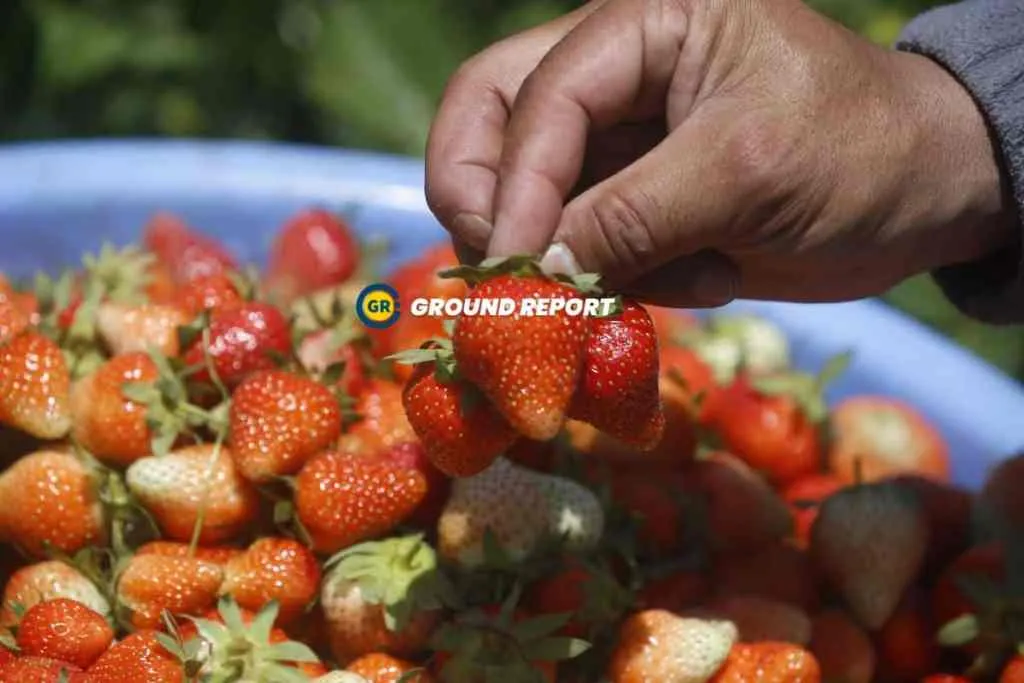 Gusso area of Hazratbal, Srinagar, strawberry harvest