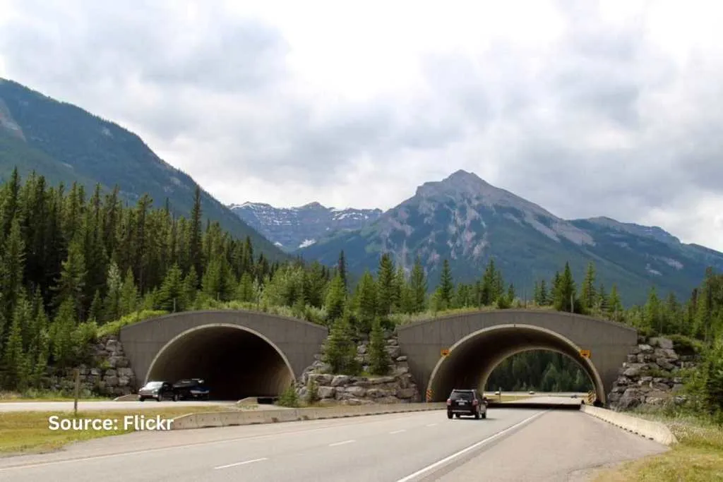 Trans-Canada Highway through wildlife bridge