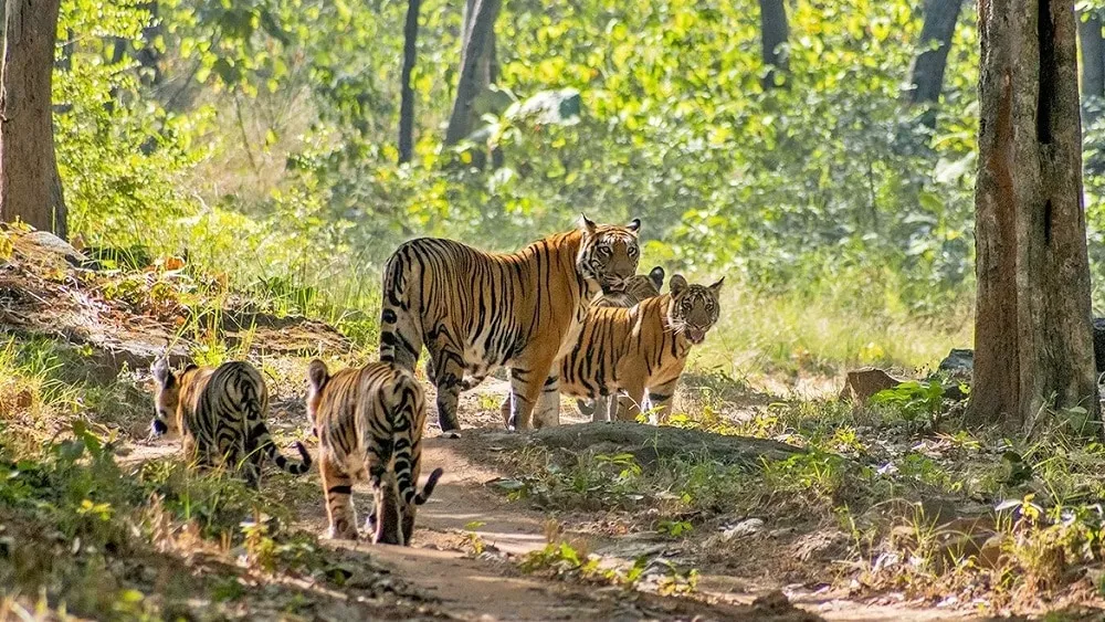 Satpura Tiger reserve