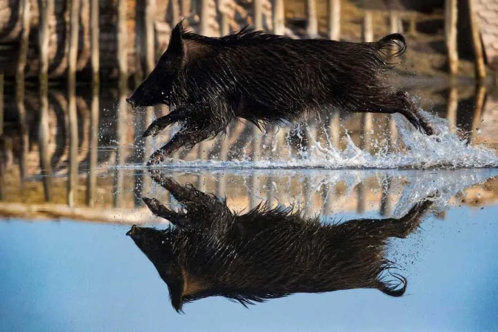 resurgence of wild boars in parts of Kashmir