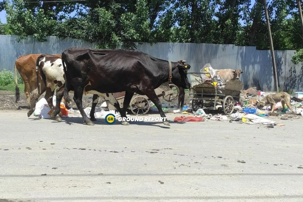 Fear and vulnerability are growing as residents report an increase in incidents of dog chasing and attack in Srinagar. Photo Credit: Jahangir Sofi/Ground Report 