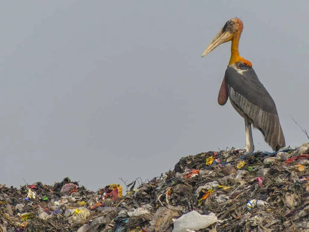 Greater Adjutant sitting on a garbage dump 
