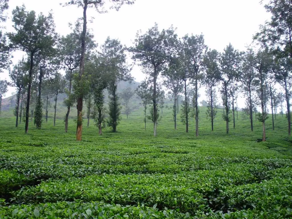 Commercial Agroforestry system, growing Silver oak and Black pepper in the Tea orchard, Waynad
