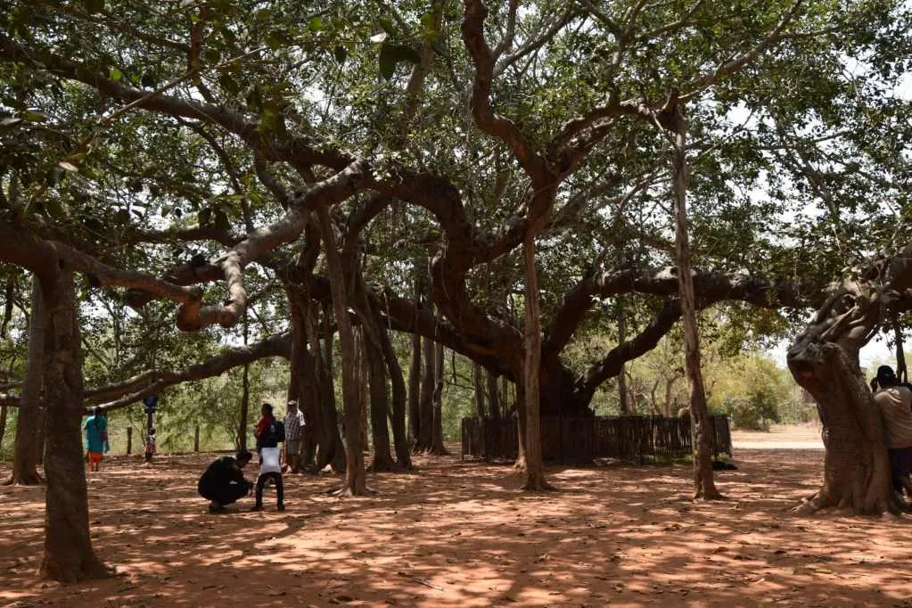 India. At Auroville there is a huge Banyan tree. The main tree is fenced off, the rest has spread by 