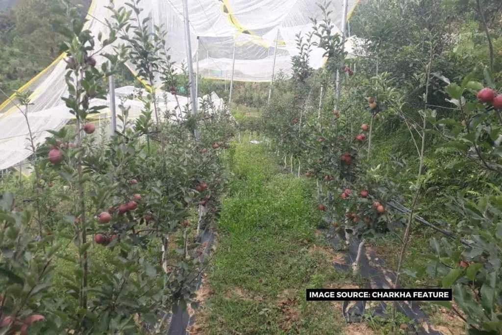 Horticulture becoming a powerful means of stopping migration