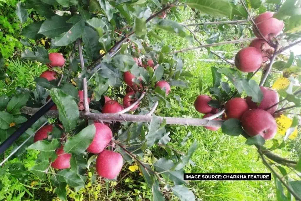 Horticulture becoming a powerful means of stopping migration