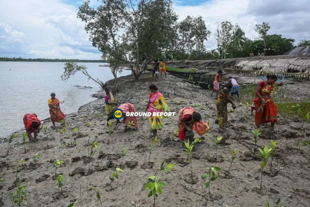 People are planting mangrove saplings in the mudflats along the river banks. Photo Credit: Umashankar Mandal/Ground Report Sundarban Revival