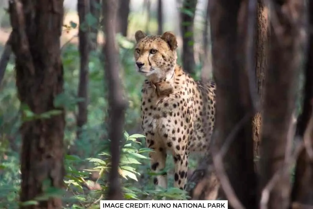 cheetah in Kuno National park