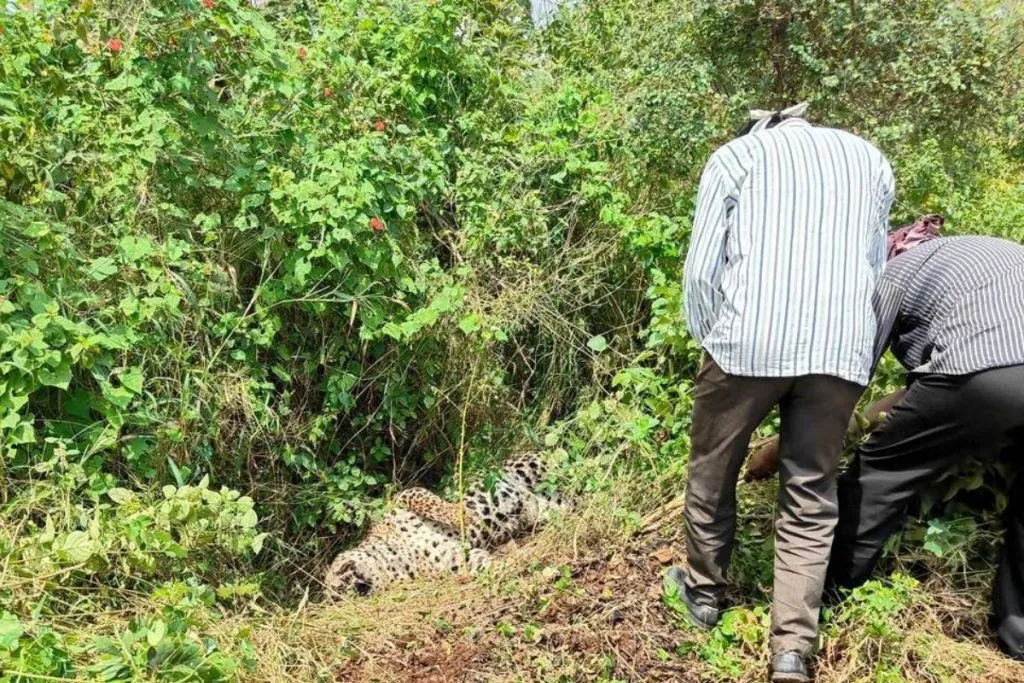 leopard mhow death