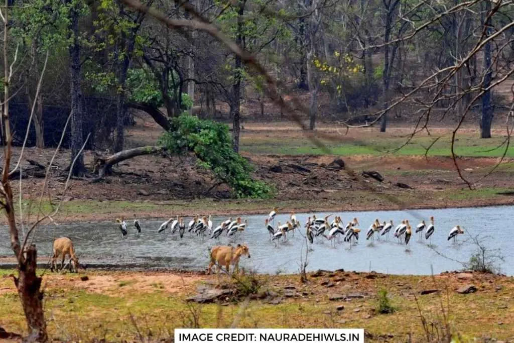 Veerangana Durgawati Tiger Reserve