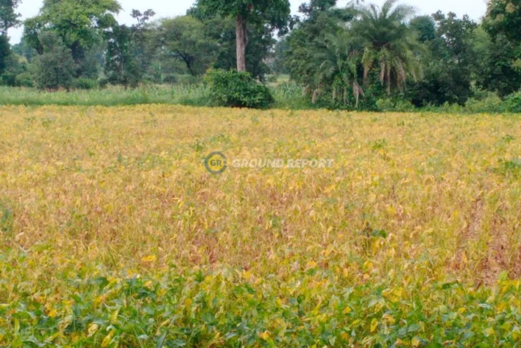 soyabean crop destroyed in Madhya Pradesh August