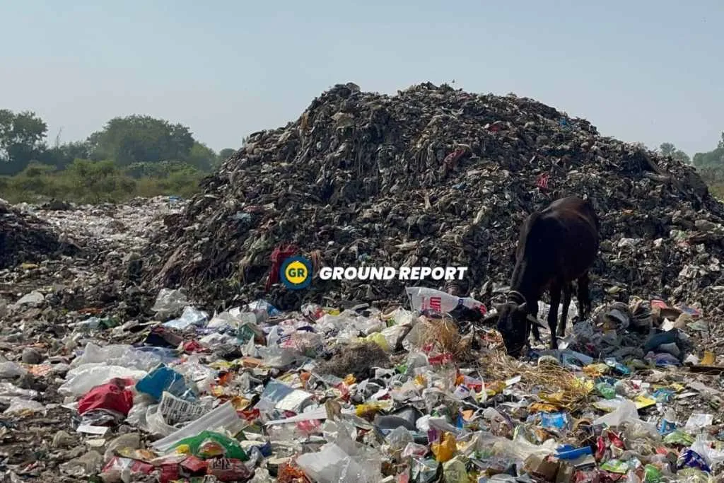 cow eating garbage in India