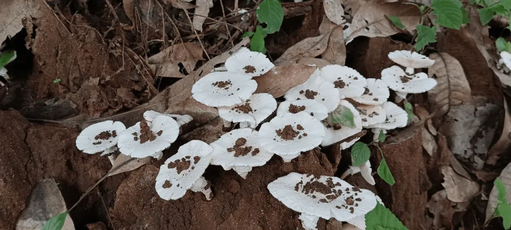 A bloom of mushrooms near a Madia village