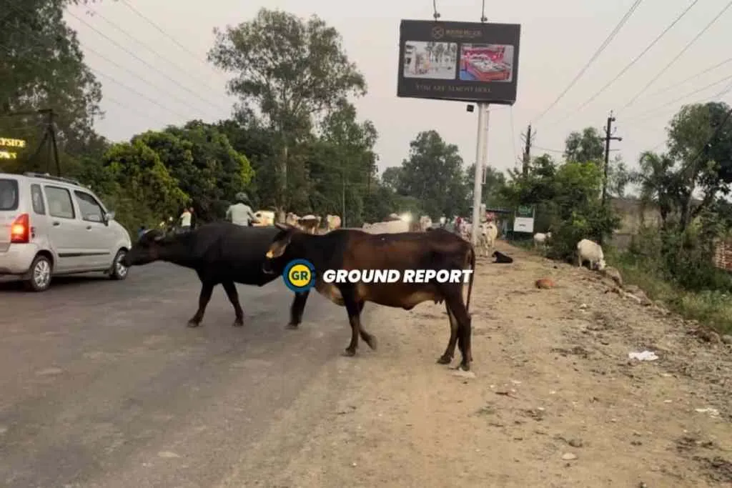 Cow on Roads in bhopal