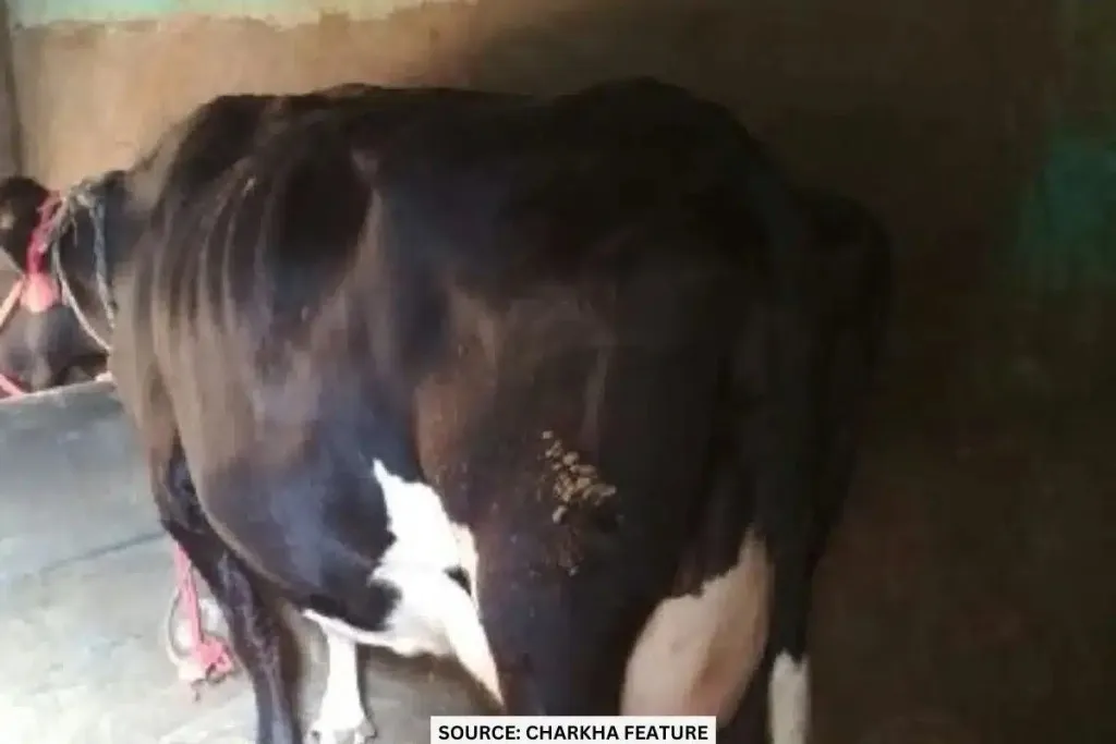 cow deaths in doda