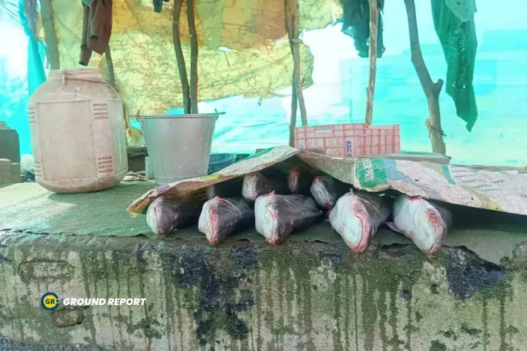 fish market maihar