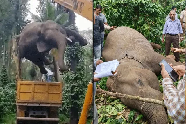 elephant electrocution in india