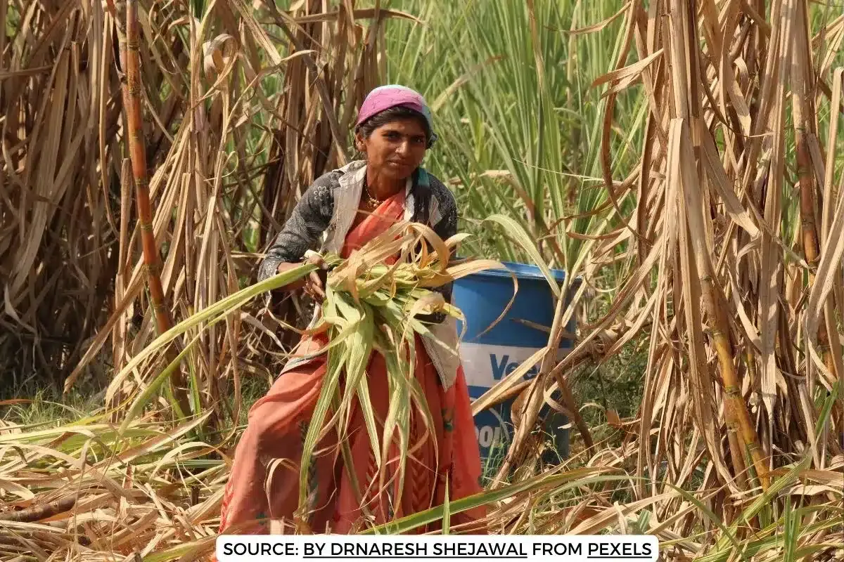 sugracane field india ethanol biofuel