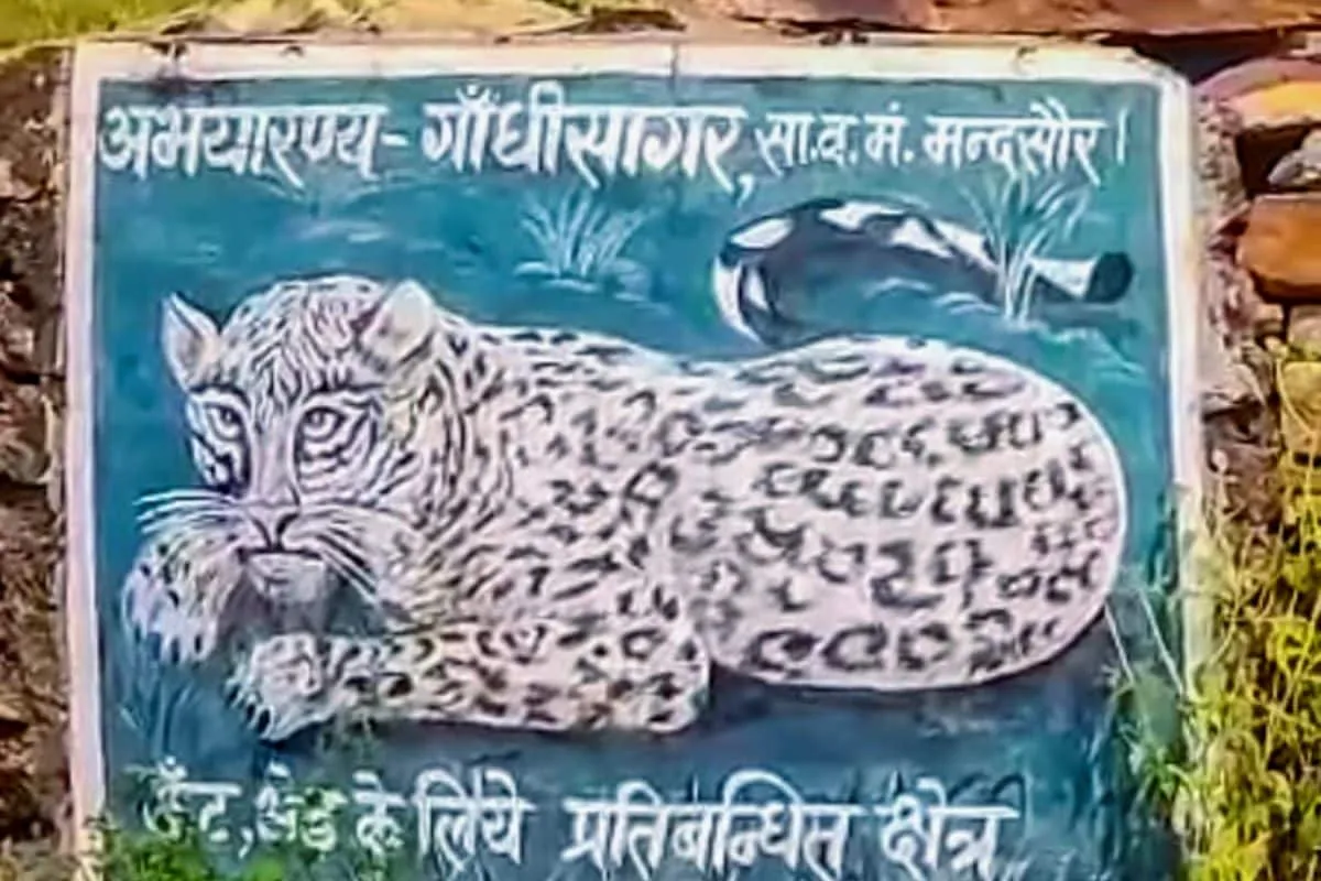 Cheetah Project at Gandhi Sagar