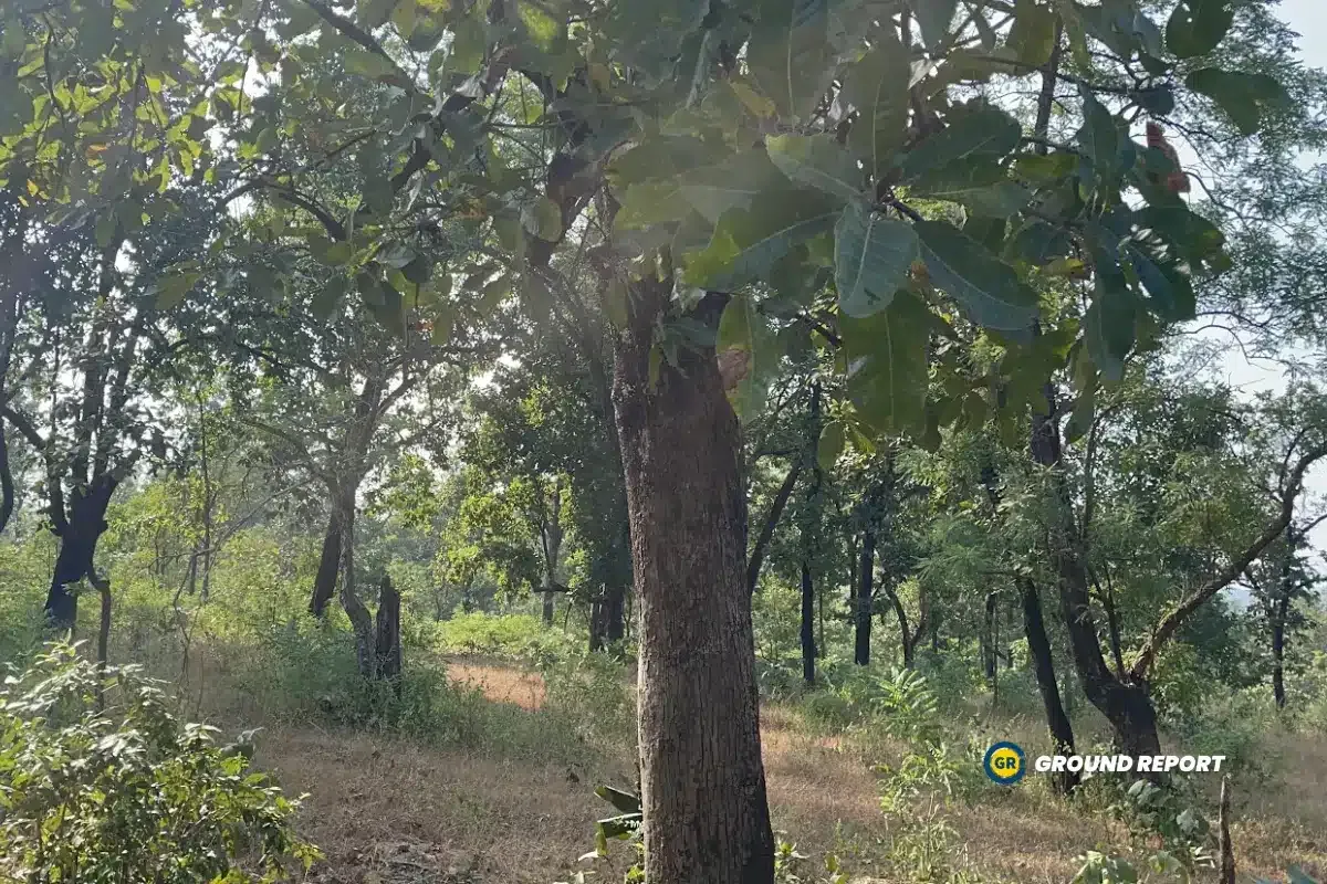 Forest  Near Banjari Dhal Village of Betul District, Picture Ground Report
