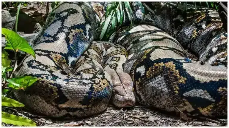 publive-image