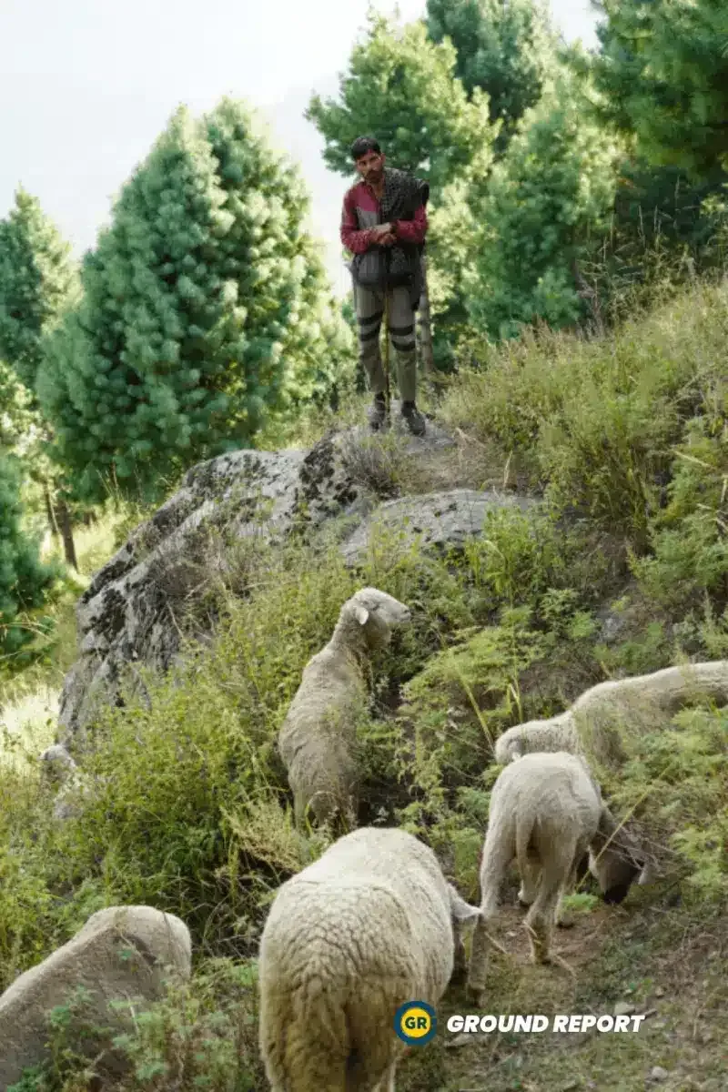 Abdul Rashid Chopan is with his sheep in the high meadows of Kashmir | Photo Credit: Wahid Bhat 