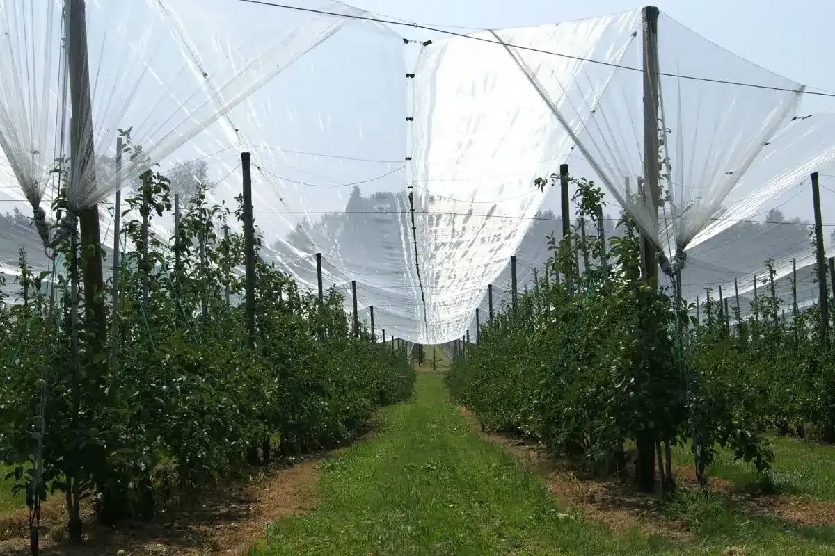 Anti Hail Nets for Horticulture crops, Source: Wikimedia Commons