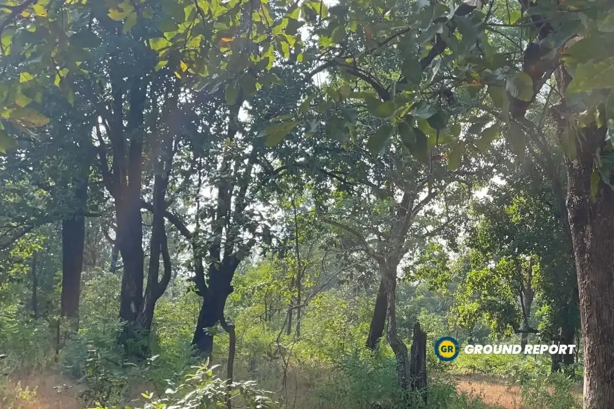 forests of madhya pradesh