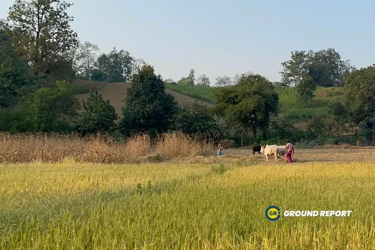 Farmer in his agriculture field Madhya Pradesh India