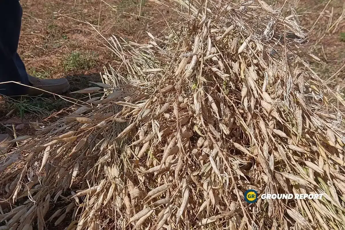 crops destroyed due to hailstorm