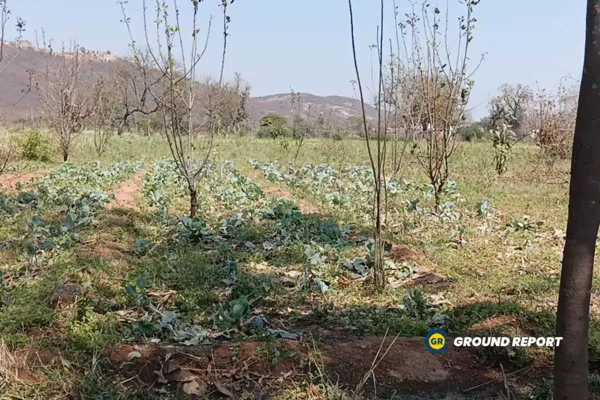 Hailstorm in Madhya Pradesh farmers crops destroyed