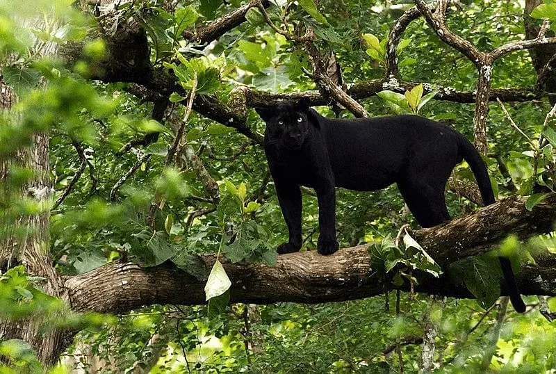 A melanistic leopard, commonly known as a black panther at Nagarhole National Park