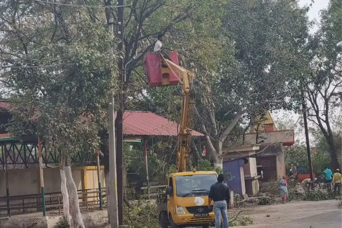 Trees cutting in Ujjain