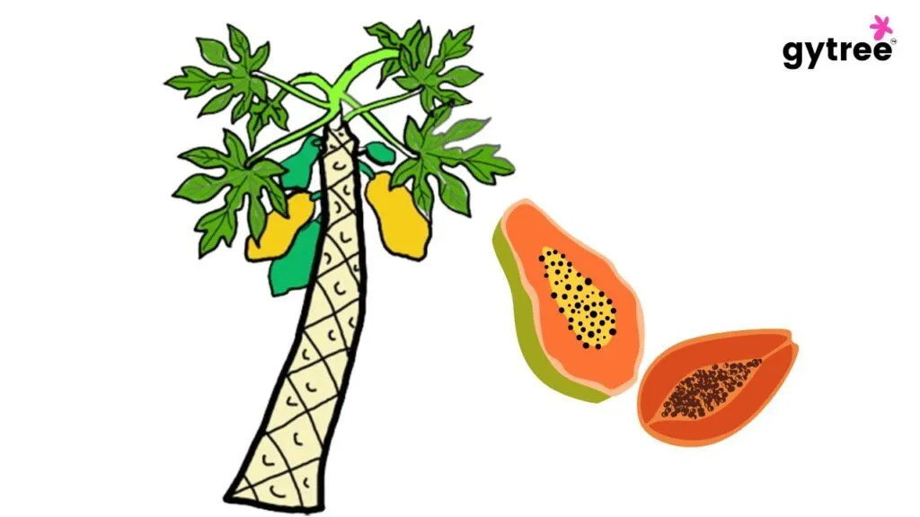 Can papaya helps in constipation