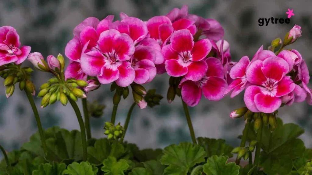 Geranium Oil: Benefits and Side effects