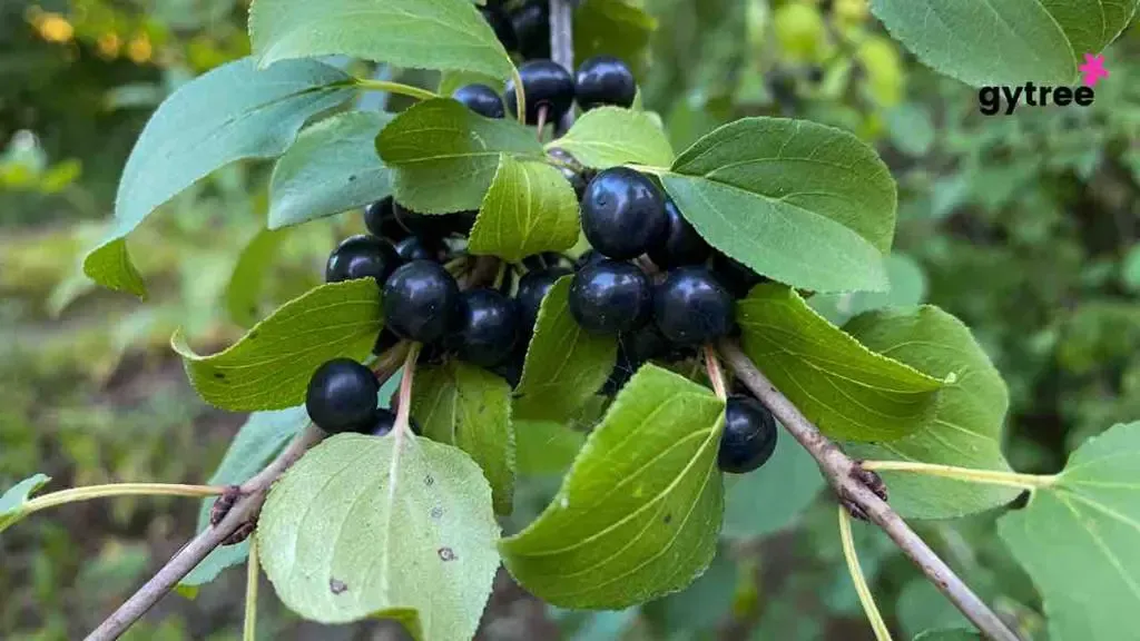 From the Wild to Wellness: 8 Amazing Benefits of Buckthorn for Menopause 