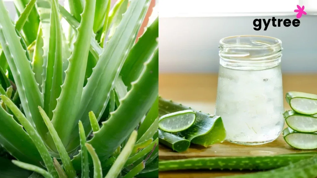 Aloe Vera- Know Why and How to Harness the healing power of this Green Miracle Leaf!