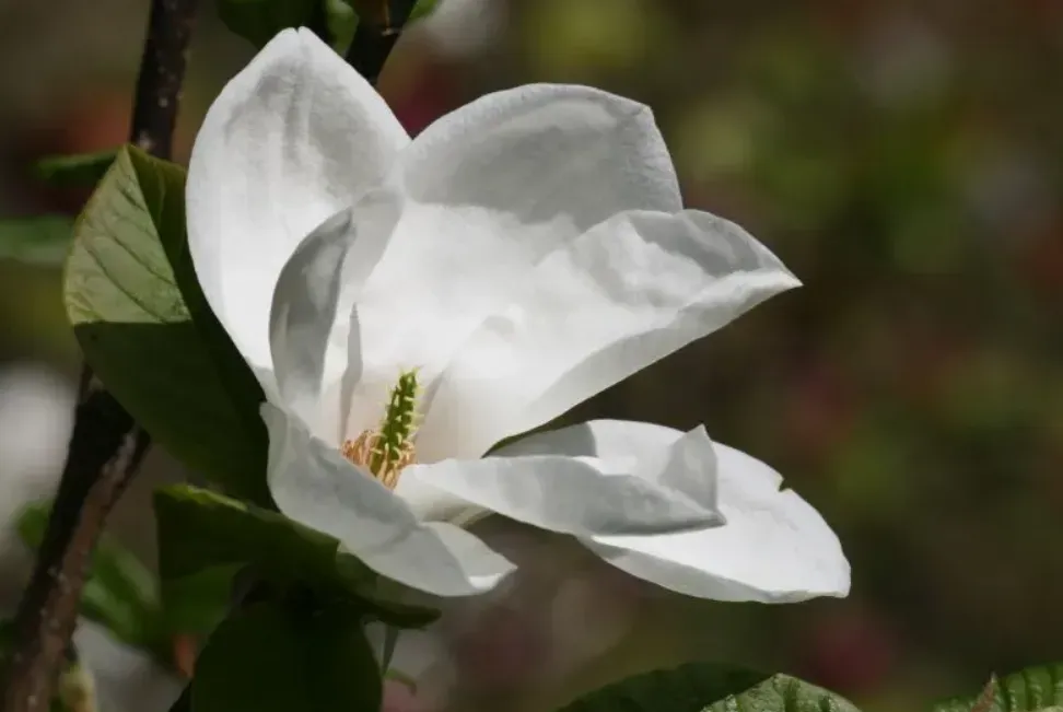 Magnolia Kobus Janaki Ammal