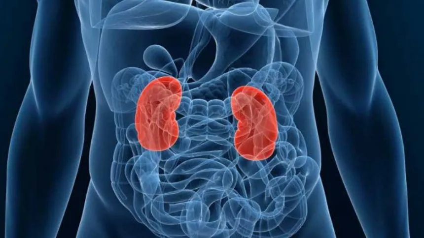 Kidney diseases.png (Image Credit: UCSF)