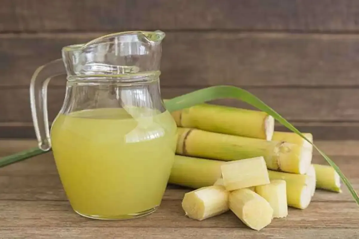 sugarcane