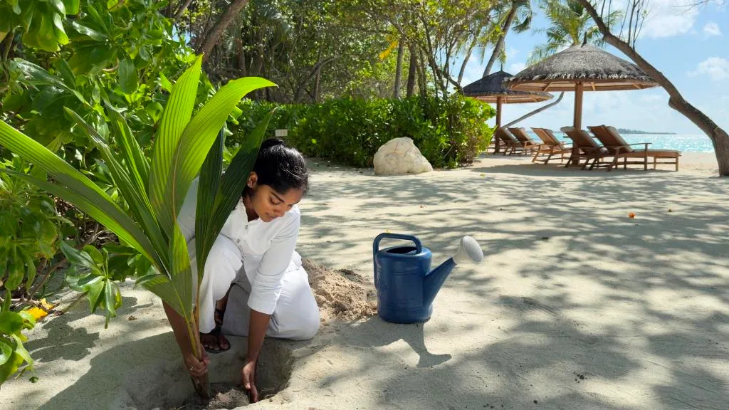 Four Seasons Maldives at Kuda Huraa 100 coconut trees
