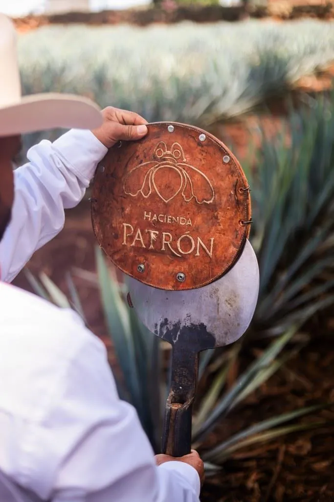 Patron- Mexico-9933