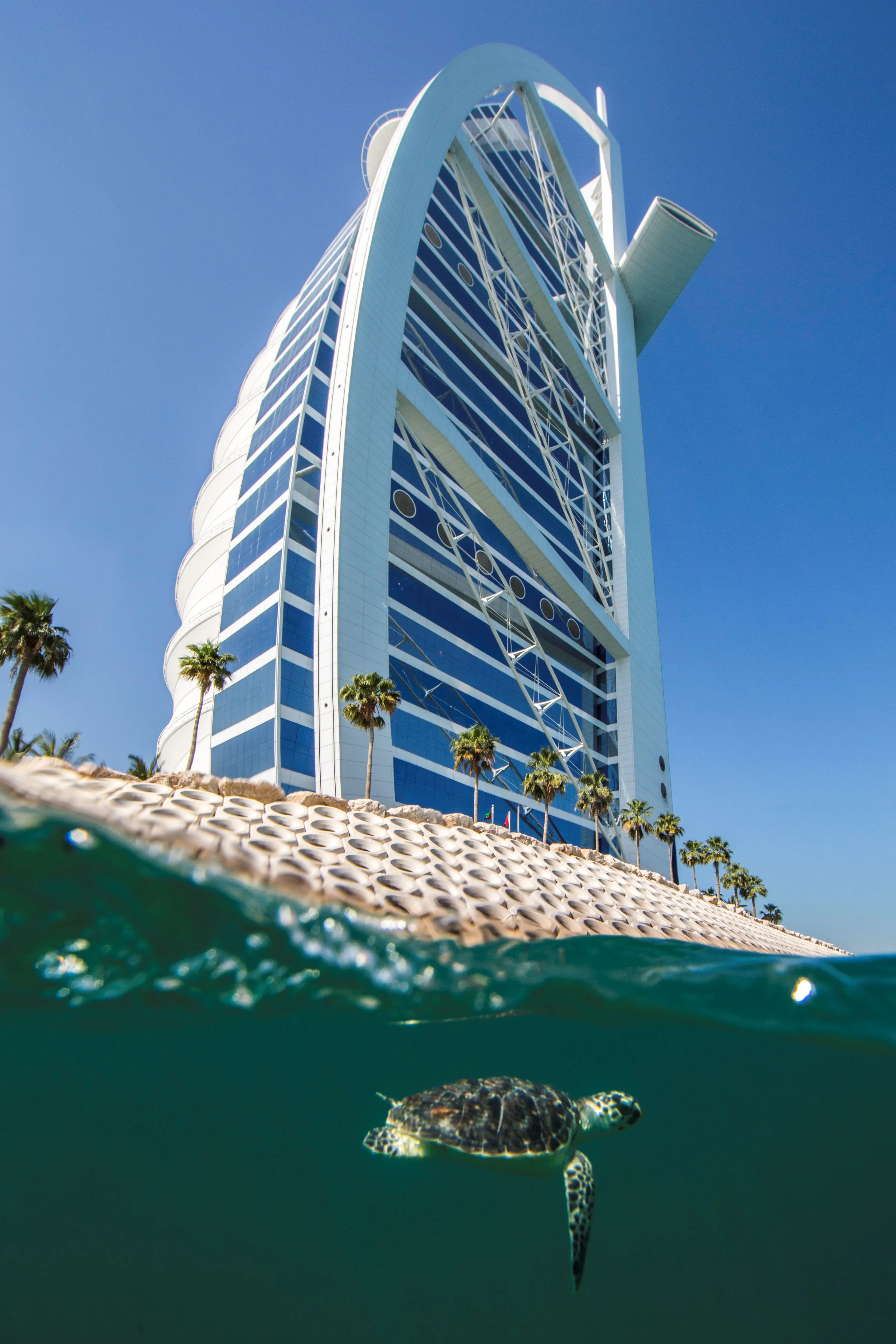Burj Al Arab - Turtle Release