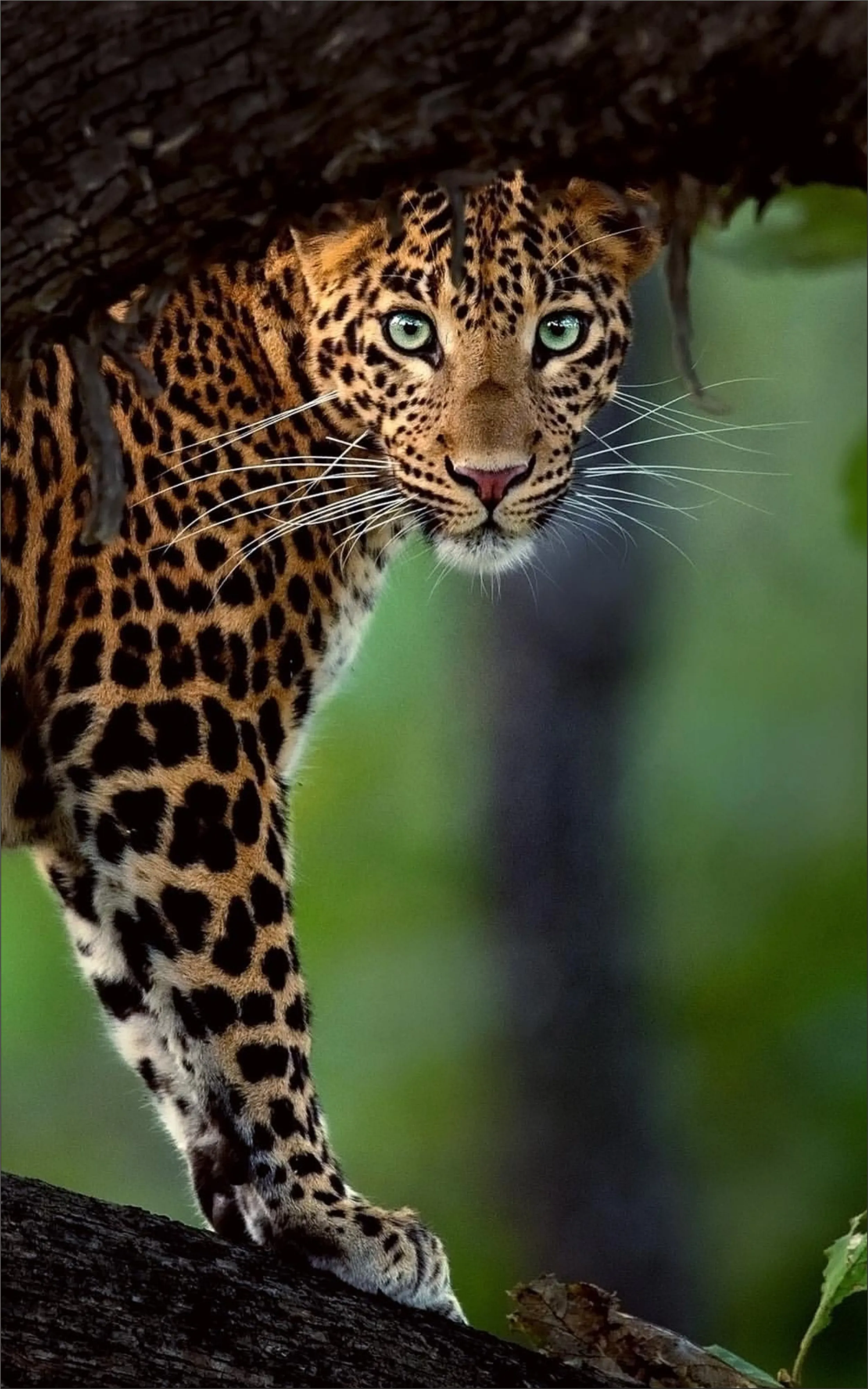 Panther at Kabini Forest