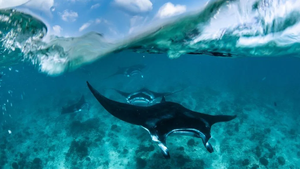 Manta Rays at FS Maldives Landaa Giraavaru 