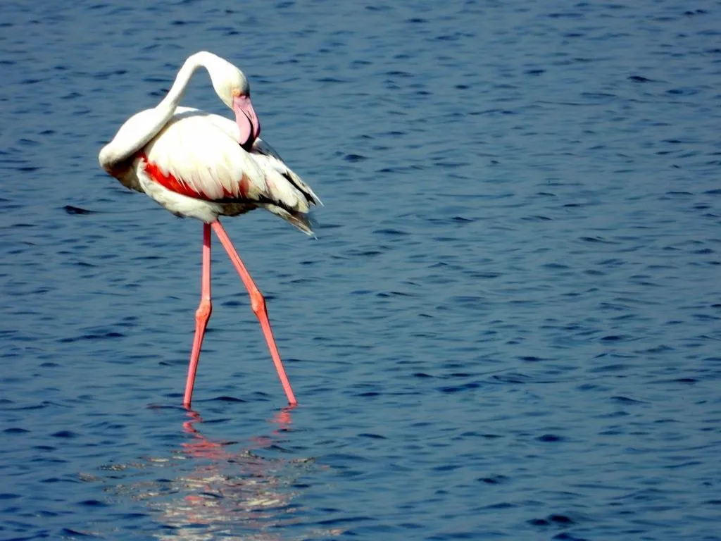 Flamingos at DholaviraBindu