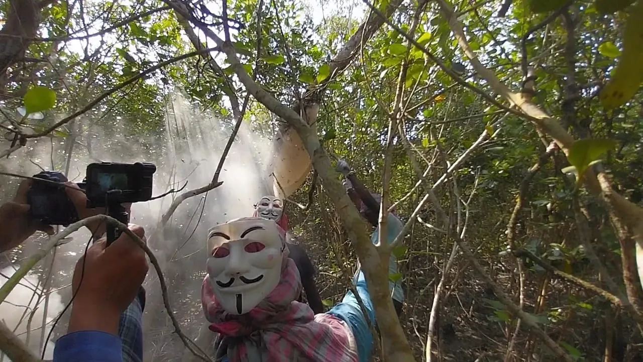 Honey collection begins in the Sundarbans