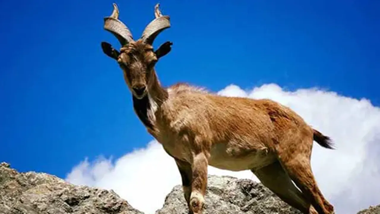  markhor, markhor goat, pakistan, national animal, মারখোর, পাকিস্তান, জাতীয় পশু