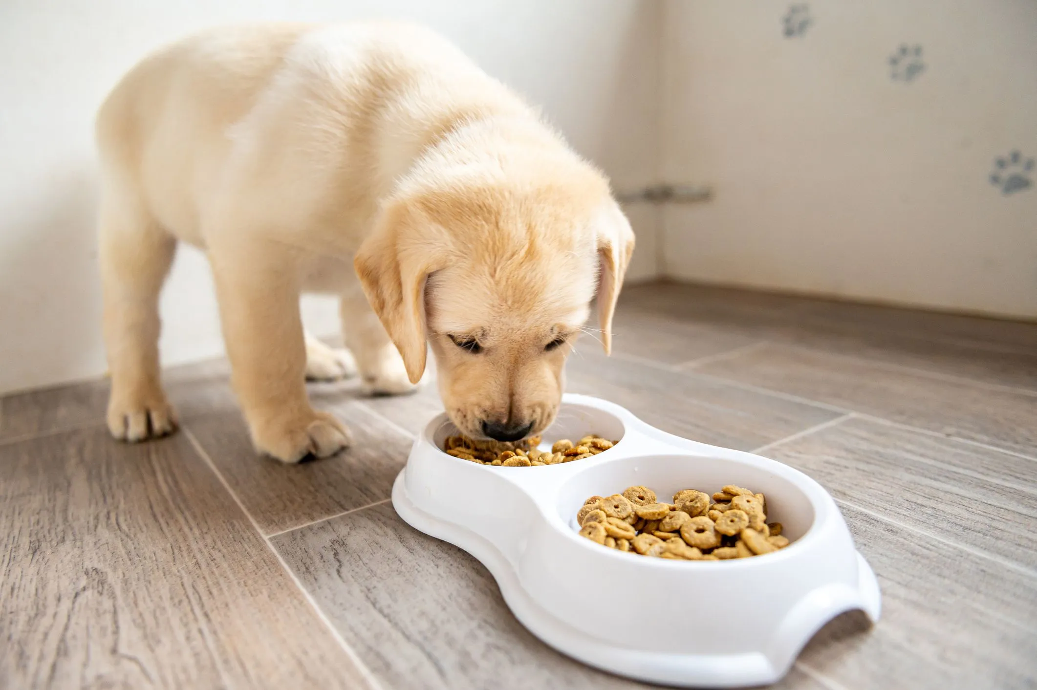 Pet Food Is Being Recalled Over Salmonella Concerns