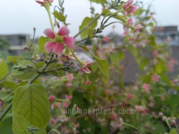 nokia8_sirocco_sample5